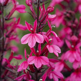 Lobelia speciosa 'Starship Deep Rose' Perennial Bedding