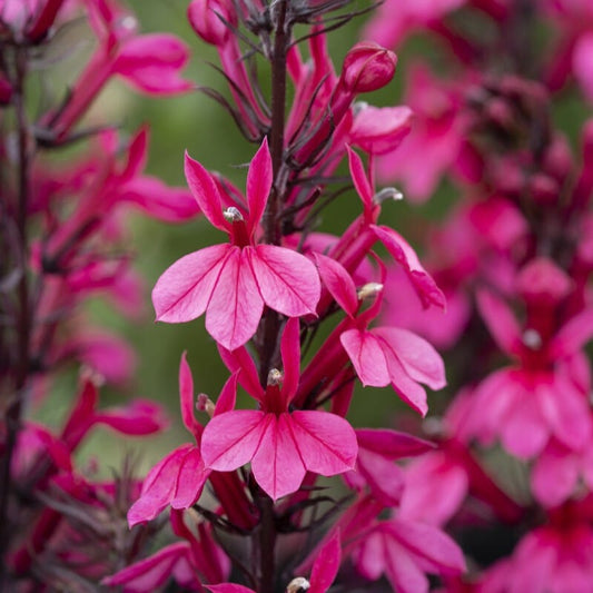 Lobelia speciosa 'Starship Deep Rose' Perennial Bedding