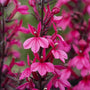Lobelia speciosa 'Starship Deep Rose' Perennial Bedding