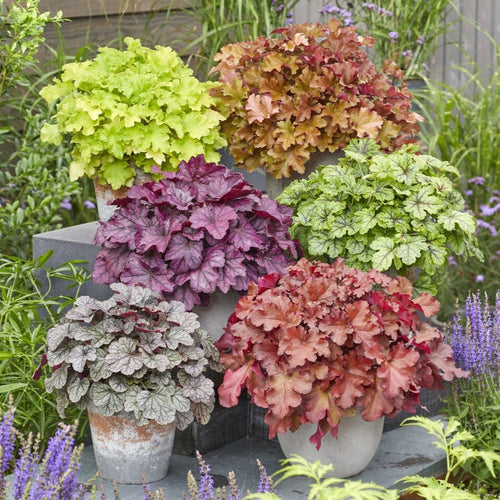 The All Year Round Heuchera Collection Perennial Bedding