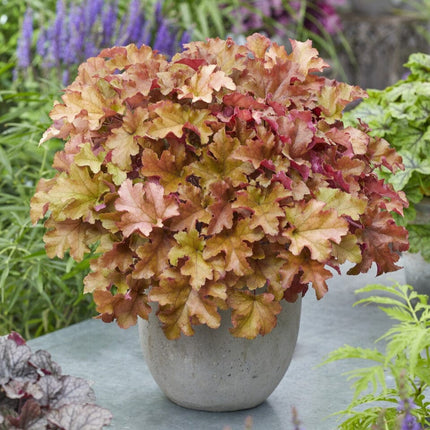 Heuchera 'Marmalade' Perennial Bedding