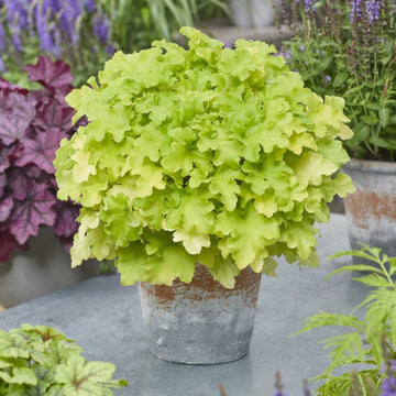 Heuchera Propagation Guide – Roots Plants