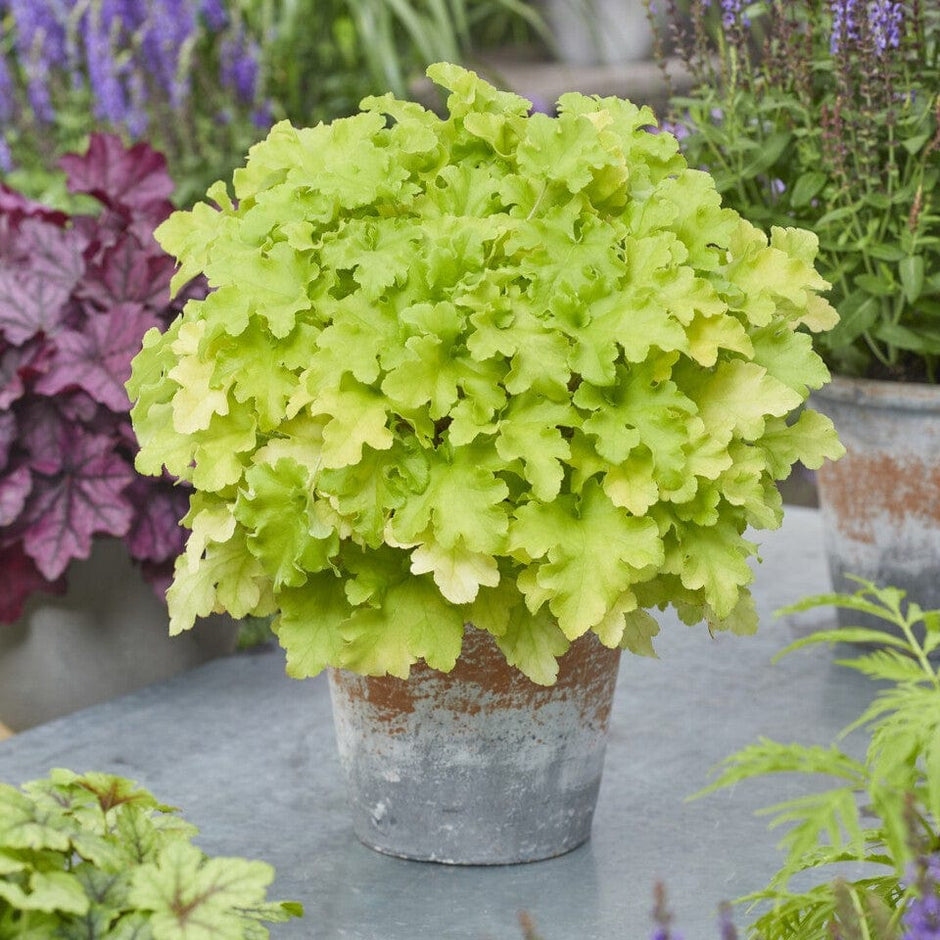 Heuchera Propagation Guide – Roots Plants
