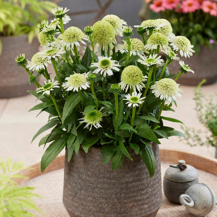 Echinacea 'Delicious Nougat'