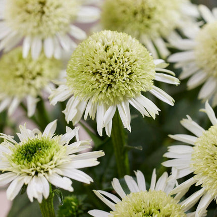 Echinacea 'Delicious Nougat'