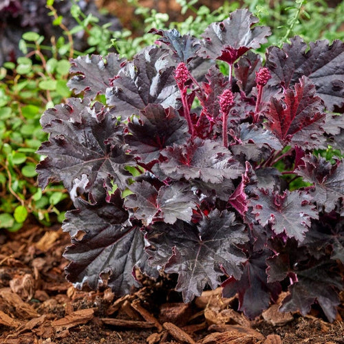 Heuchera 'Timeless Night' Perennial Bedding