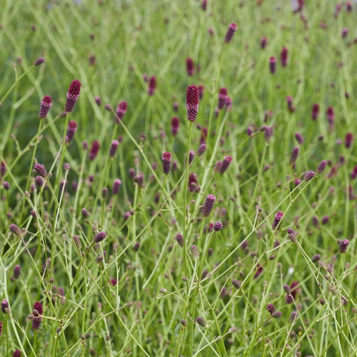 Sanguisorba officinalis 'Red Thunder' Perennial Bedding