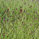 Sanguisorba officinalis 'Red Thunder' Perennial Bedding