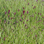 Sanguisorba officinalis 'Red Thunder' Perennial Bedding