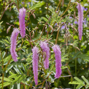 Korean Burnet | Sanguisorba 'Lilac Squirrel' Perennial Bedding