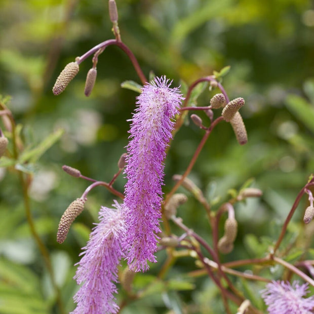 Korean Burnet | Sanguisorba 'Lilac Squirrel' Perennial Bedding