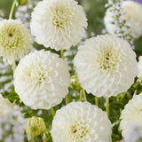 Dahlia 'Petras Wedding' Perennial Bedding