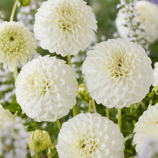 Dahlia 'Petras Wedding' Perennial Bedding