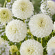 Dahlia 'Petras Wedding' Perennial Bedding