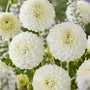 Dahlia 'Petras Wedding' Perennial Bedding