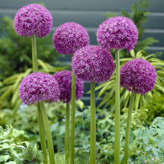 Allium 'Pinball Wizard' Perennial Bedding