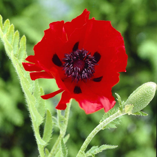Poppy 'Beauty of Livermere' | Papaver orientale Perennial Bedding