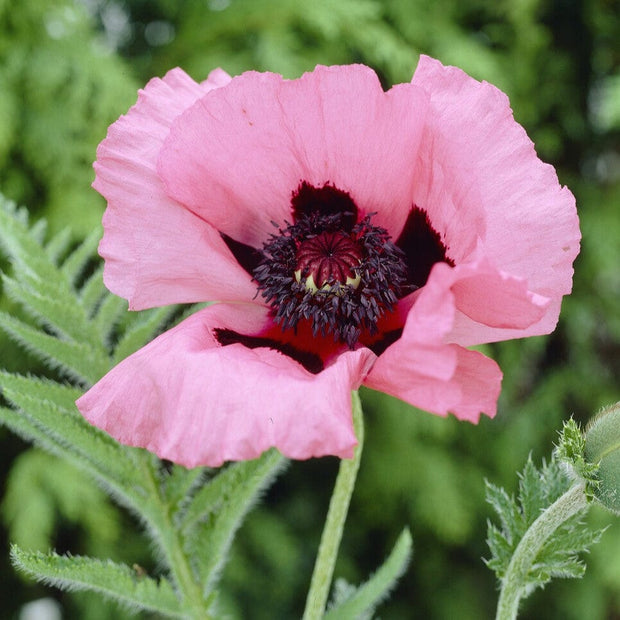 Poppy 'Raspberry Queen' | Papaver orientale Perennial Bedding