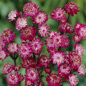 Astrantia 'Moulin Rouge' Perennial Bedding