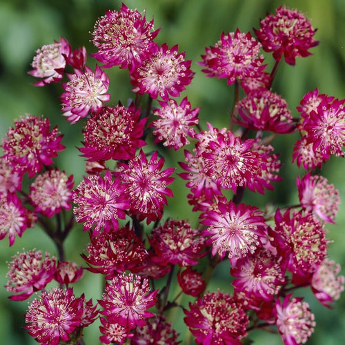 Astrantia 'Moulin Rouge' Perennial Bedding