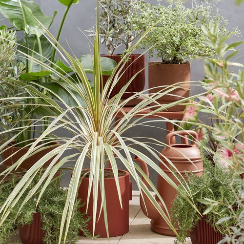 Cordyline australis | New Zealand Palm Shrubs