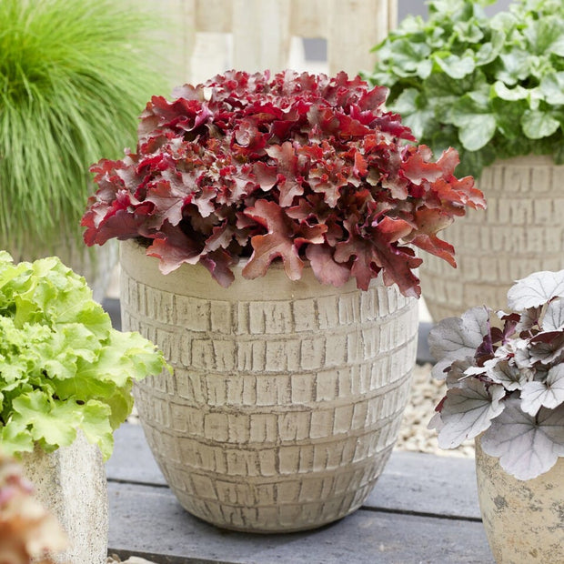 Heuchera 'Cherryberry' Perennial Bedding