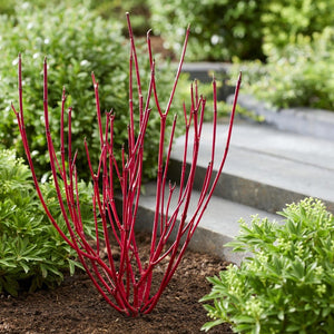 Siberian Dogwood | Cornus alba 'Sibirica' Shrubs