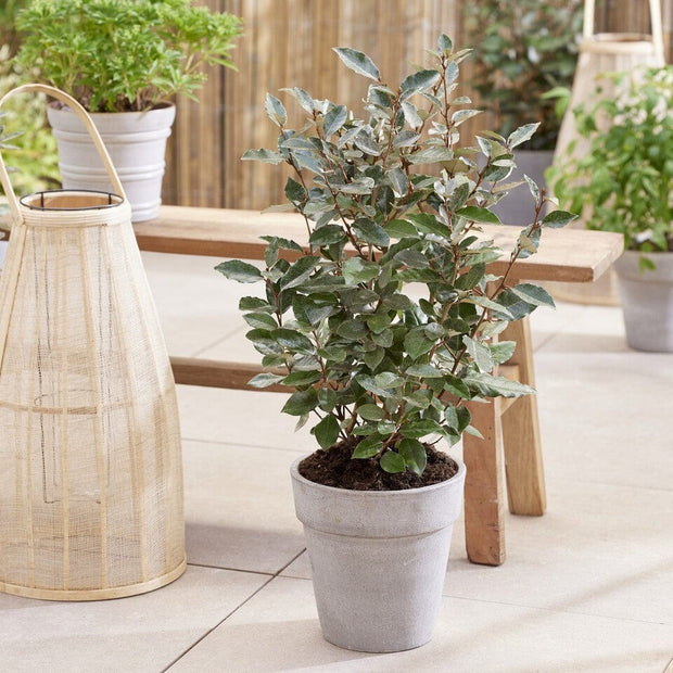Elaeagnus ebbingei 'Compacta' Shrubs