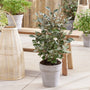 Elaeagnus ebbingei 'Compacta' Shrubs