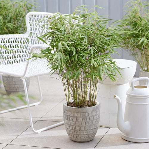 Dragon Head Bamboo | Fargesia rufa Shrubs