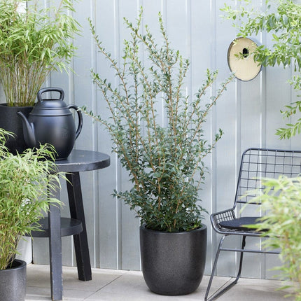 Burkwood Osmanthus | Osmanthus burkwoodii Shrubs