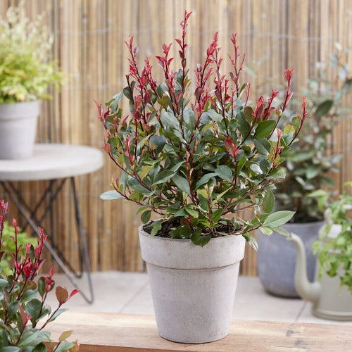 Photinia x fraseri 'Little Red Robin' Shrubs