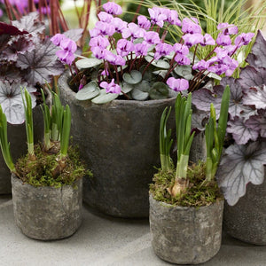Hardy Cyclamen | Cyclamen coum 'Pink' Perennial Bedding
