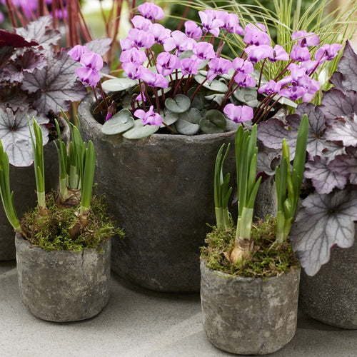 Hardy Cyclamen | Cyclamen coum 'Pink' Perennial Bedding