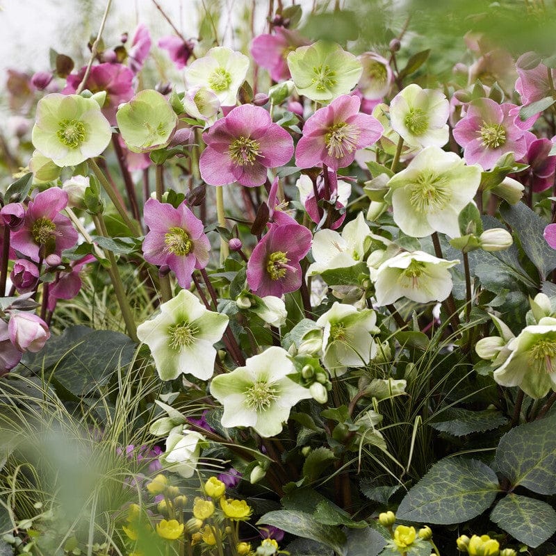 Full Season Hellebore Collection | Hellebore Gold Collection® Perennial Bedding