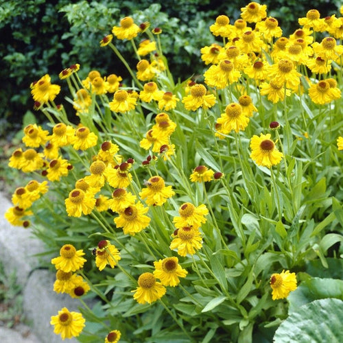 Sneezeweed | Helenium 'The Bishop' Perennial Bedding