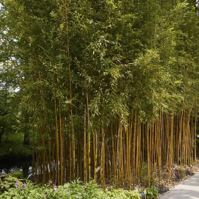 Golden Bamboo | Phyllostachys aureosulcata 'Spectabilis' Shrubs