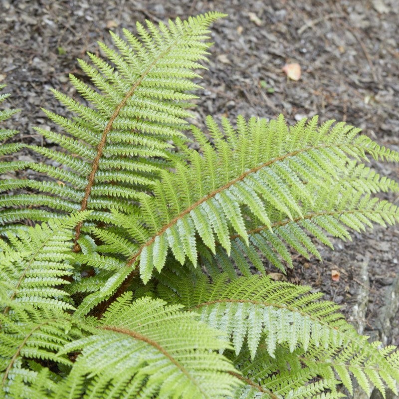 Herrenhausen Fern | Polystichum Herrenhausen Perennial Bedding