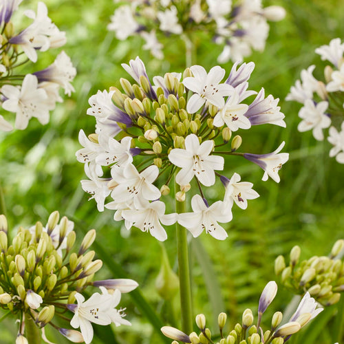Agapanthus 'Ever Sparkle' Perennial Bedding