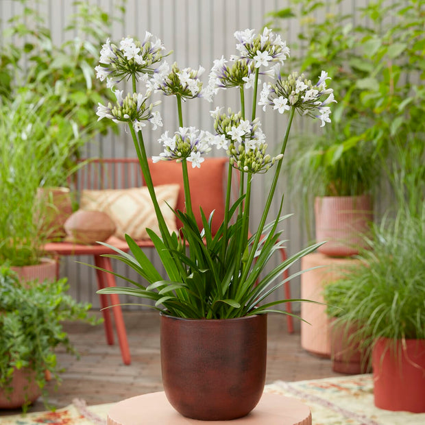 Agapanthus 'Ever Sparkle'