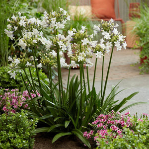 Agapanthus 'Ever Sparkle' Perennial Bedding