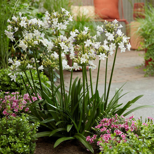 Agapanthus 'Ever Sparkle' Perennial Bedding