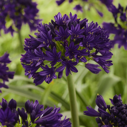 Agapanthus 'Black Jack' Perennial Bedding