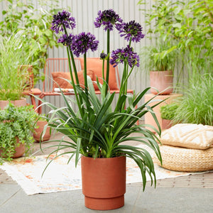 Agapanthus 'Black Jack' Perennial Bedding