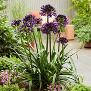 Agapanthus 'Black Jack' Perennial Bedding