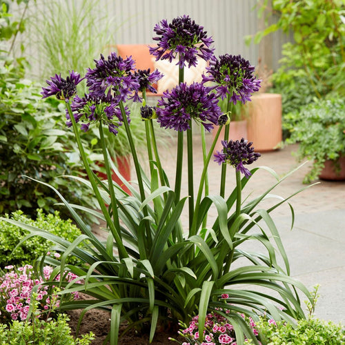 Agapanthus 'Black Jack' Perennial Bedding