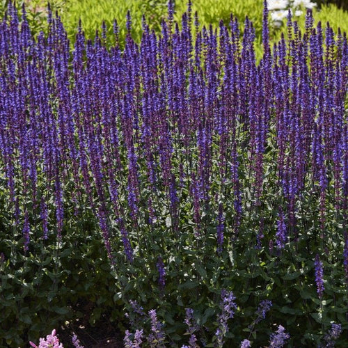 Salvia 'Caramia' Perennial Bedding