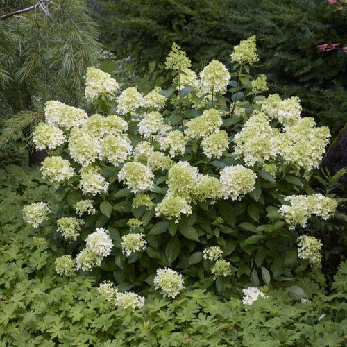 Hydrangea paniculata 'Little Spooky' Shrubs