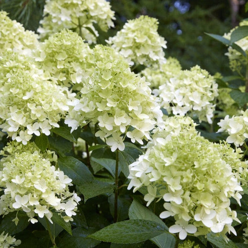 Hydrangea paniculata 'Little Spooky' Shrubs