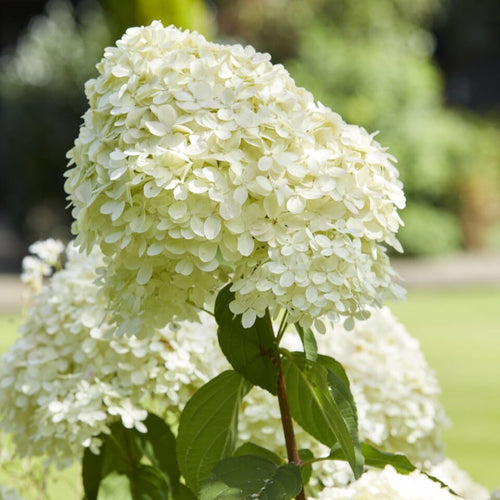 Hydrangea paniculata 'Limelight' Shrubs